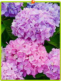 ���Ɍ���ˎs�̒��䎕�Ȉ�@